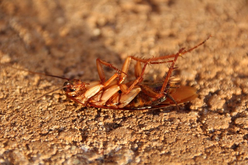 dead roach