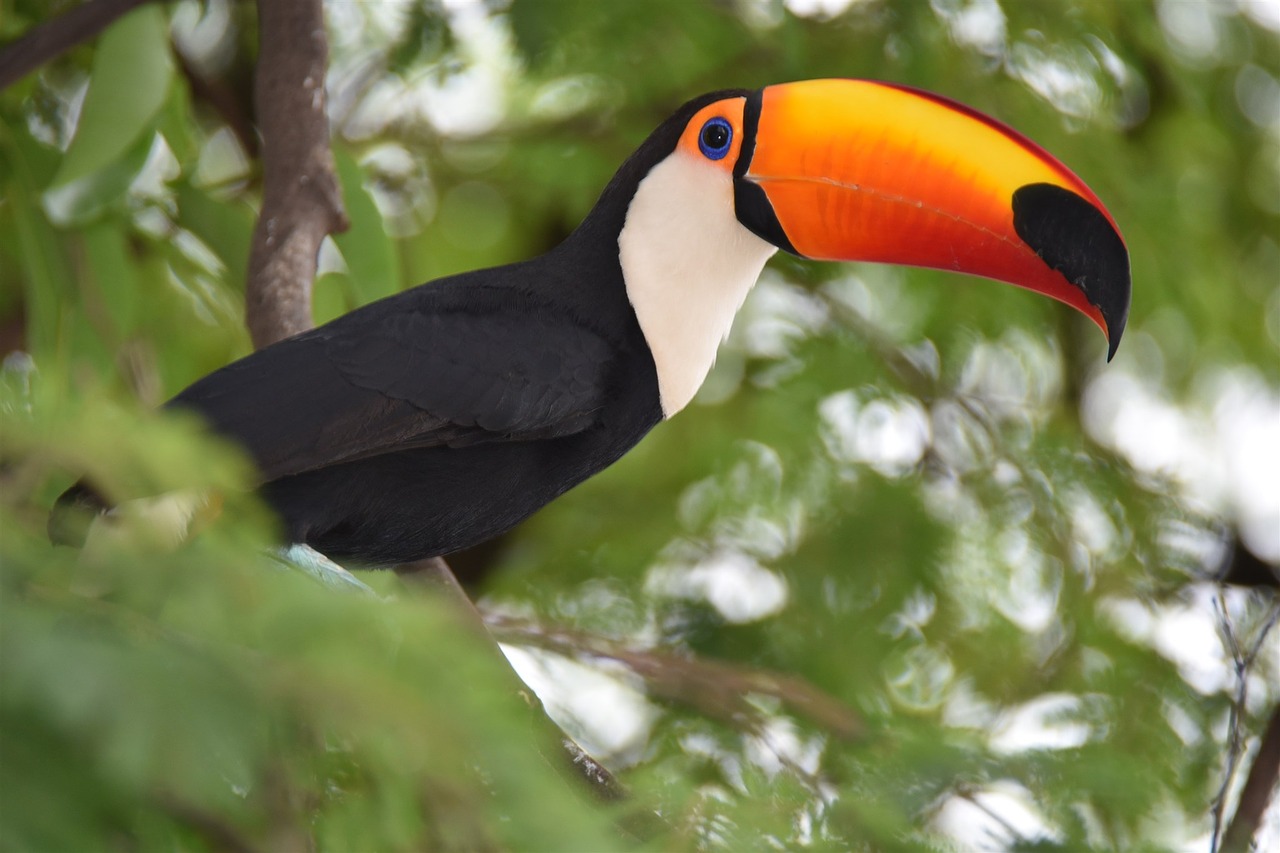 tucano bird