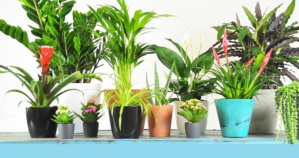 plants air purification