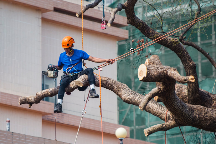Tips for Hiring Tree Removal Services